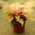 Aglaonema 'Siam Aurora'