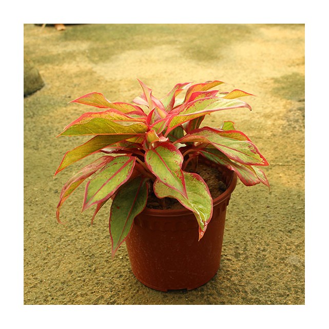 Aglaonema 'Siam Aurora'