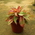 Aglaonema 'Siam Aurora'