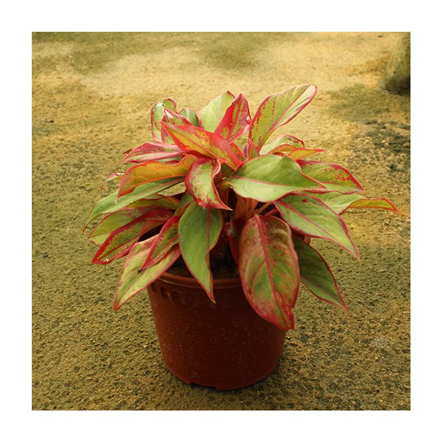 Aglaonema 'Siam Aurora'