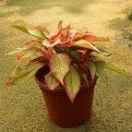 Aglaonema 'Siam Aurora'
