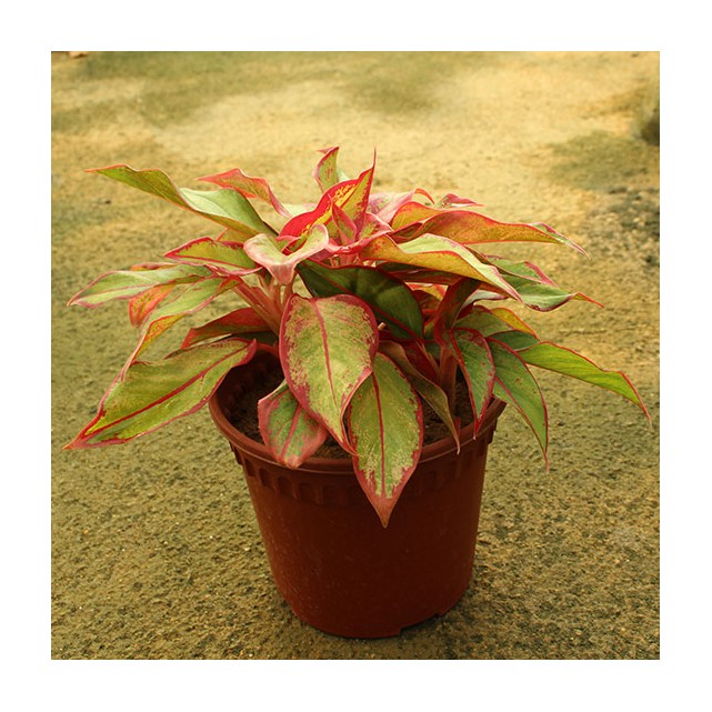 Aglaonema 'Siam Aurora'