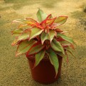 Aglaonema 'Siam Aurora'