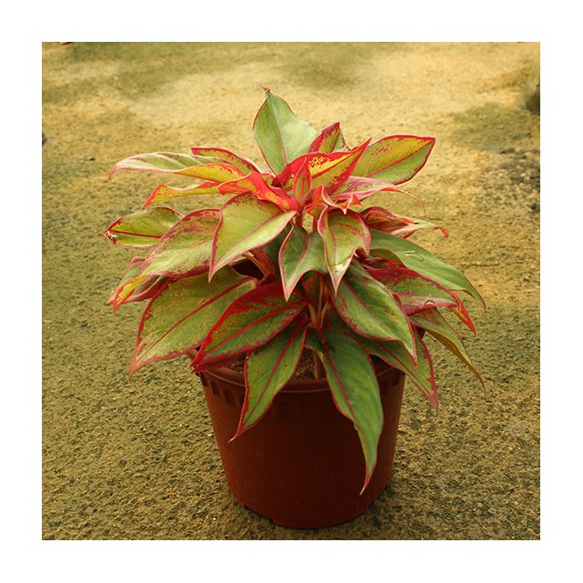 Aglaonema 'Siam Aurora'